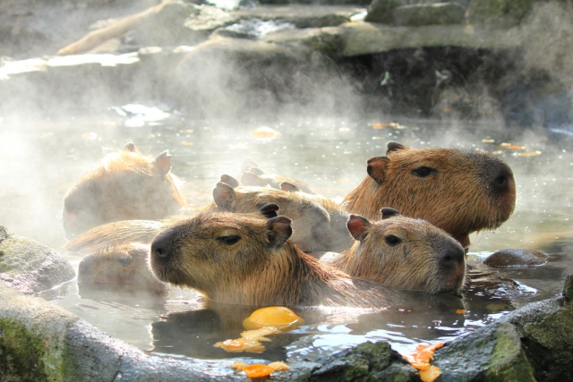 Penisola di Izu: Monte Omuro e Capybara alle terme
