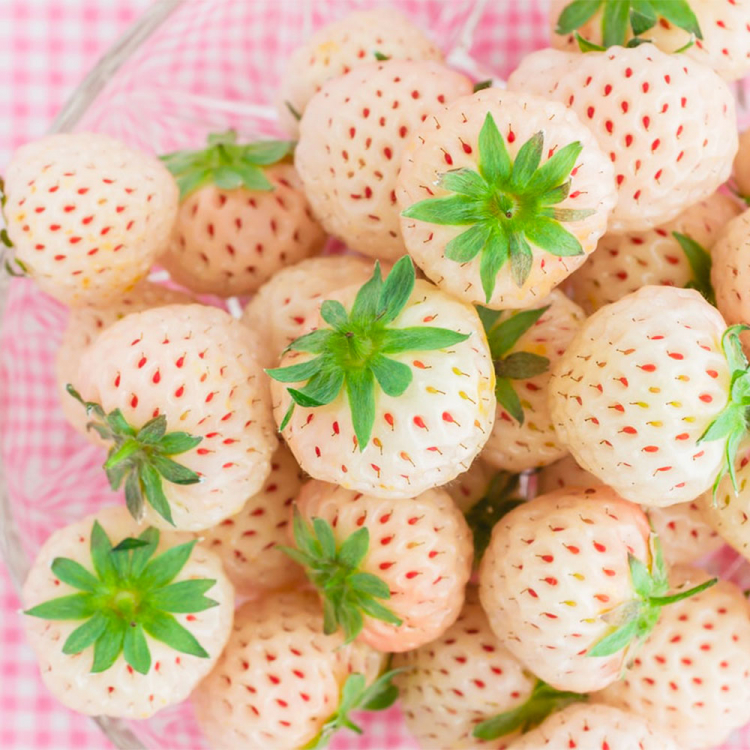 10 frutti strani e pregiati da provare assolutamente in Giappone