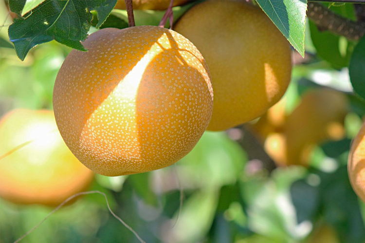 10 frutti strani e pregiati da provare assolutamente in Giappone