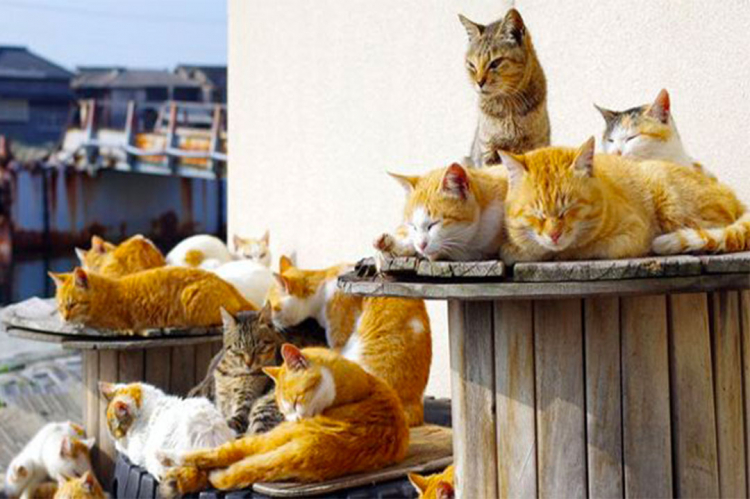 In Giappone esistono tantissime Isole dei gatti