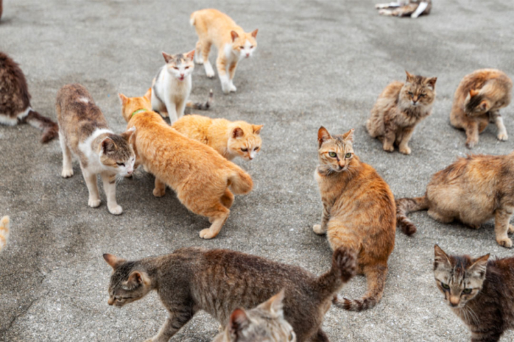 In Giappone esistono tantissime Isole dei gatti