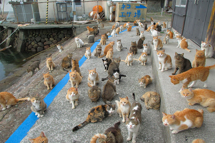 In Giappone esistono tantissime Isole dei gatti