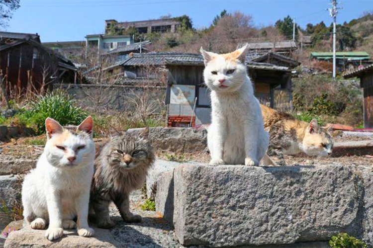 In Giappone esistono tantissime Isole dei gatti