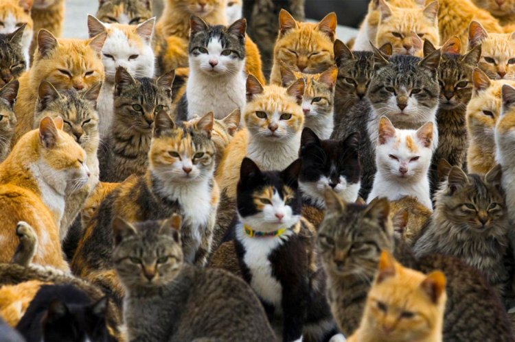 In Giappone esistono tantissime Isole dei gatti