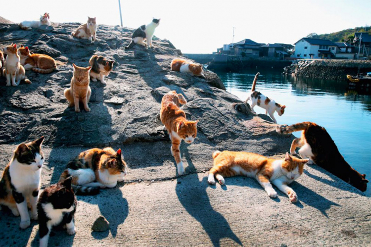 In Giappone esistono tantissime Isole dei gatti
