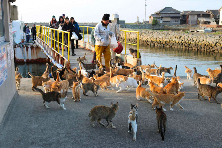 In Giappone esistono tantissime Isole dei gatti