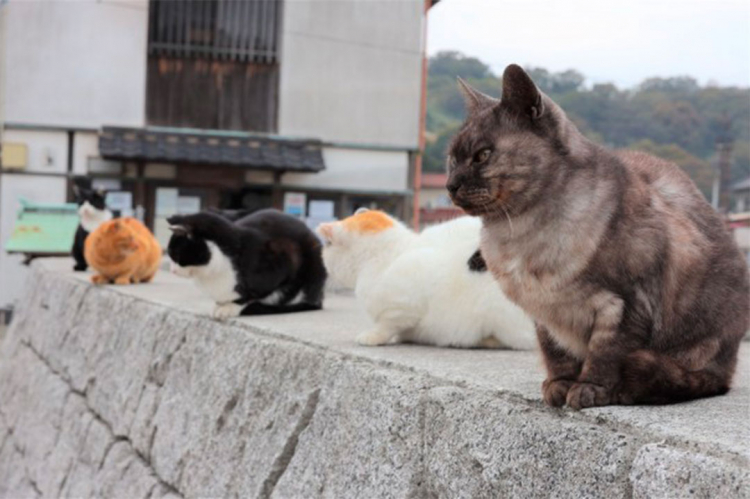 In Giappone esistono tantissime Isole dei gatti
