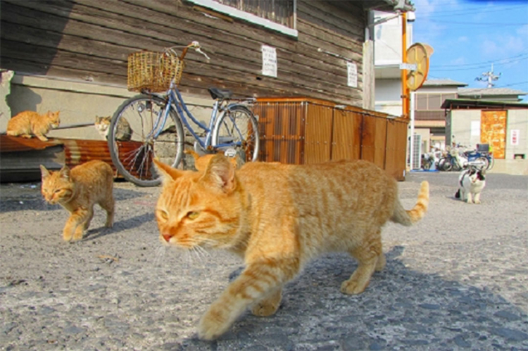 In Giappone esistono tantissime Isole dei gatti