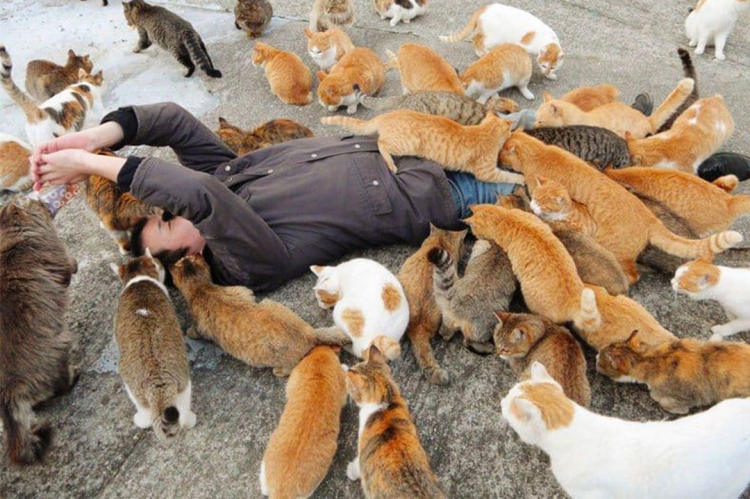 In Giappone esistono tantissime Isole dei gatti