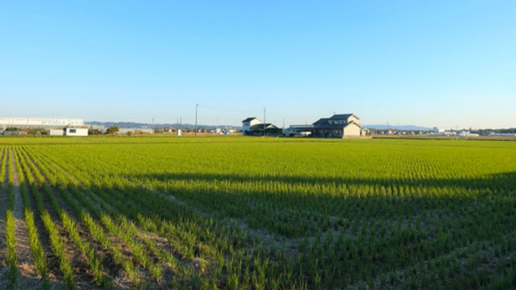 In Giappone esiste un distributore automatico di pregiata Wagyu