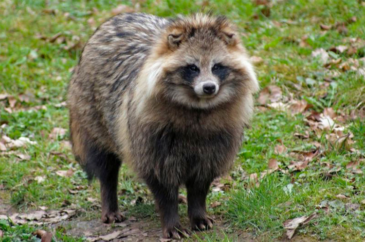 Anziano giapponese arrestato per aver rubato quasi 50 statue di Tanuki