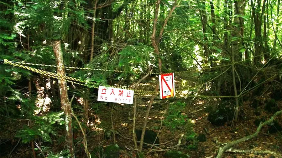 10 cose che non sai su Aokigahara