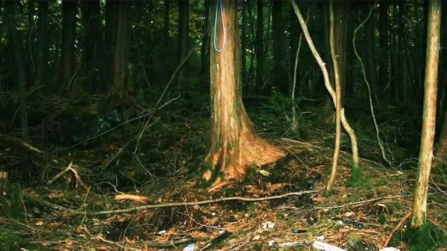 10 cose che non sai su Aokigahara