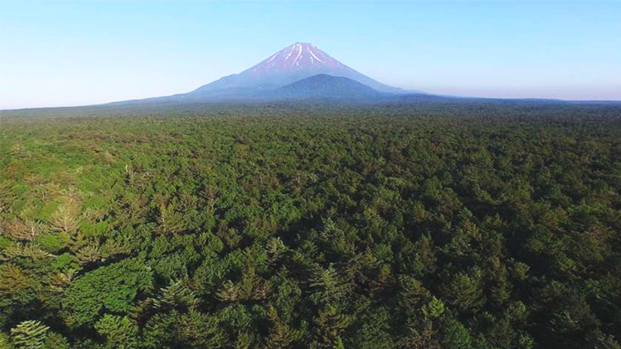 10 cose che non sai su Aokigahara