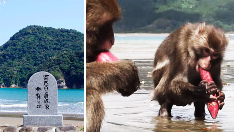 In Giappone esistono le 'Isole degli animali'