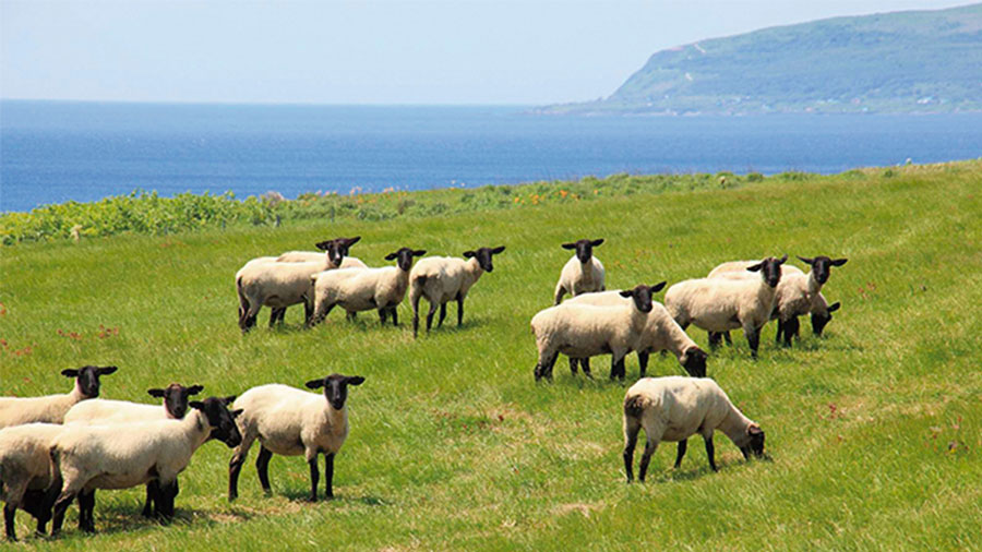 In Giappone esistono le 'Isole degli animali'