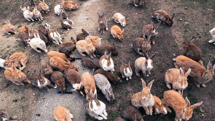 L'oscuro passato di Okunoshima