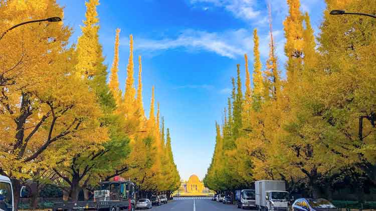 Foliage autunnale 2024 in Giappone