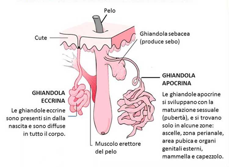 Il problema del profumo in Giappone: perché meglio evitare di indossarlo durante un viaggio