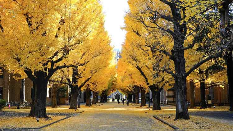 Foliage autunnale 2024 in Giappone