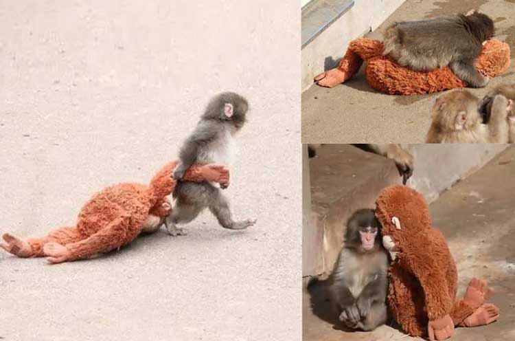 Punch-kun, il piccolo macaco giapponese rifiutato dalla madre