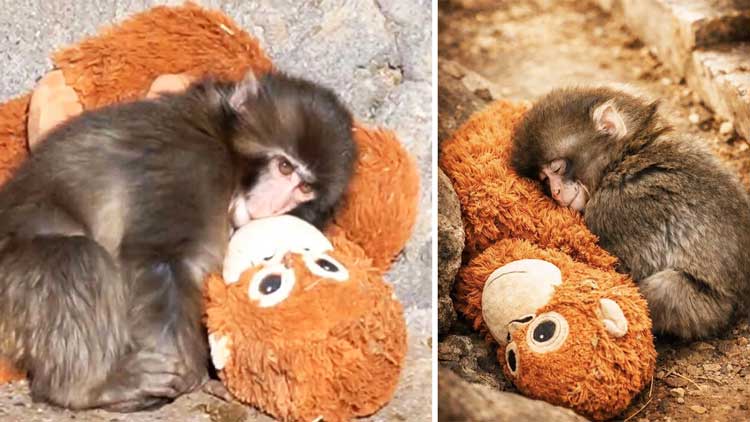 Punch-kun, il piccolo macaco giapponese rifiutato dalla madre